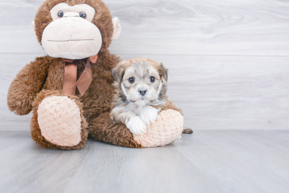 Happy Havanese Purebred Puppy