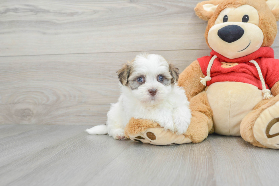 Havanese Pup Being Cute