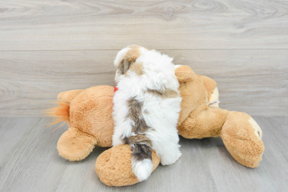 Energetic Havanese Purebred Puppy