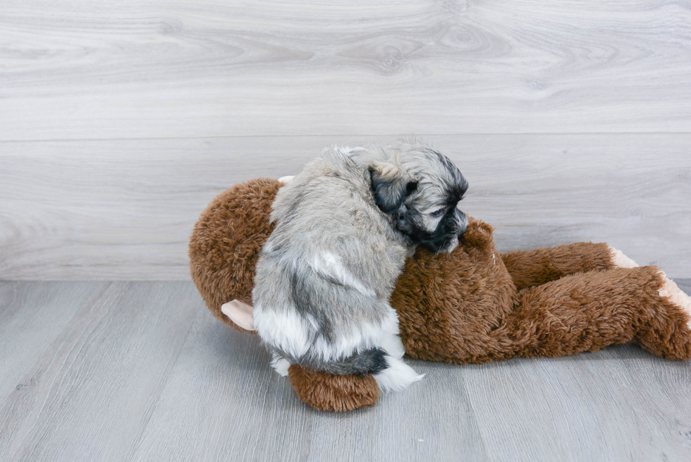 Sweet Havanese Purebred Puppy