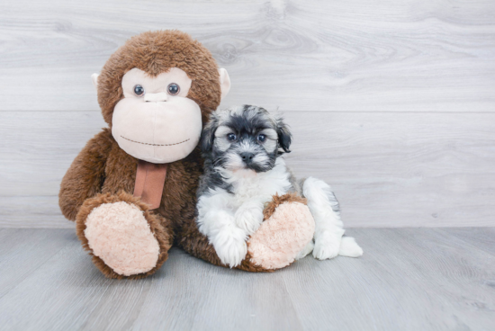 Funny Havanese Purebred Pup