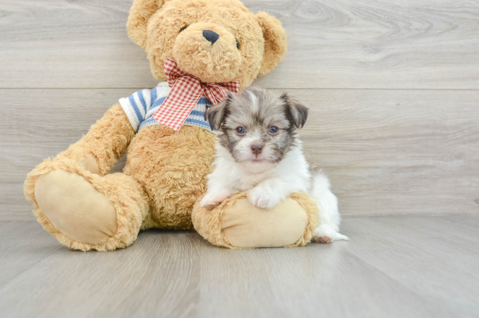 6 week old Havanese Puppy For Sale - Premier Pups