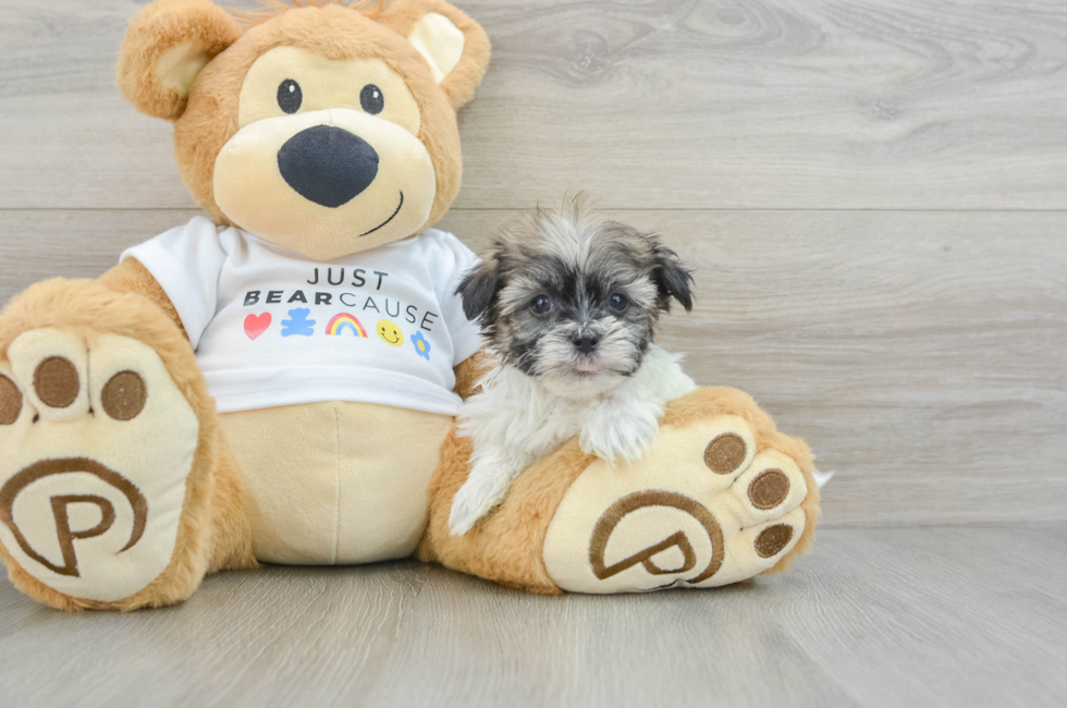 6 week old Havanese Puppy For Sale - Premier Pups