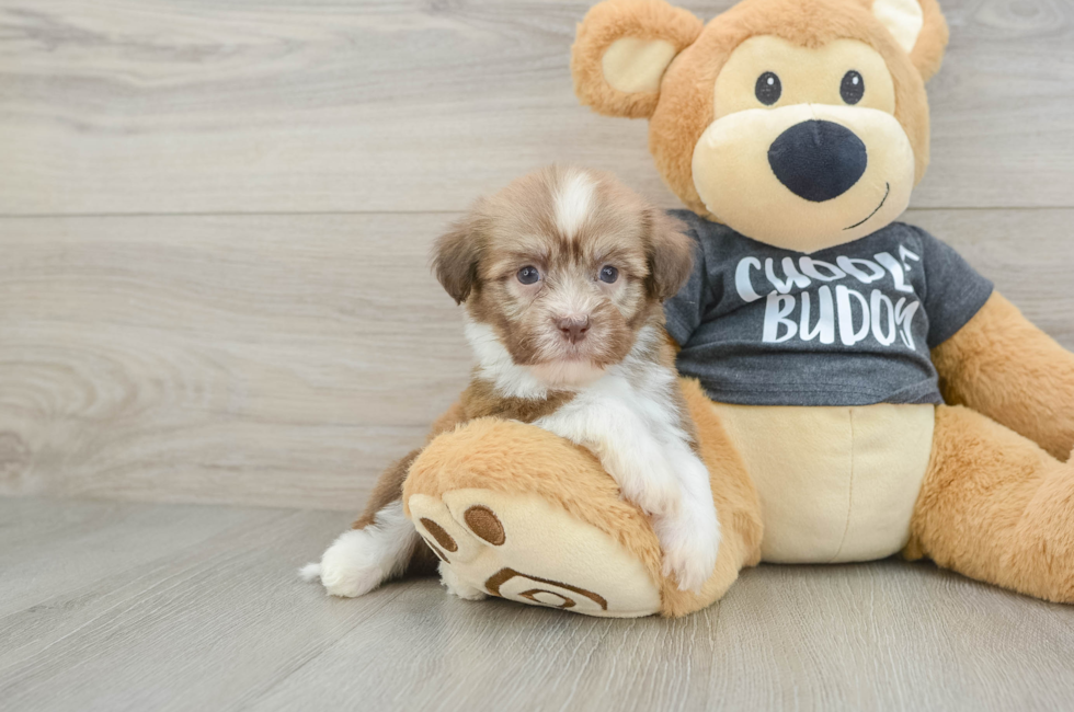 6 week old Havanese Puppy For Sale - Premier Pups