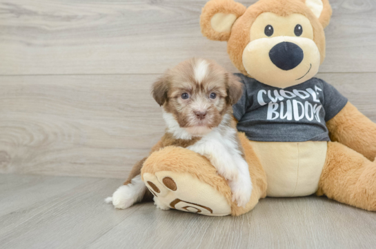 Hypoallergenic Havanese Purebred Pup