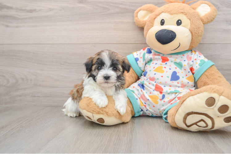 Best Havanese Baby