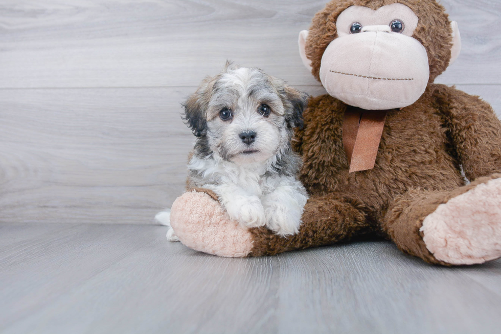 Havanese Puppy for Adoption