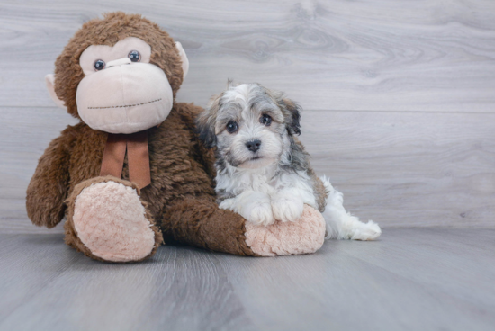 Small Havanese Baby