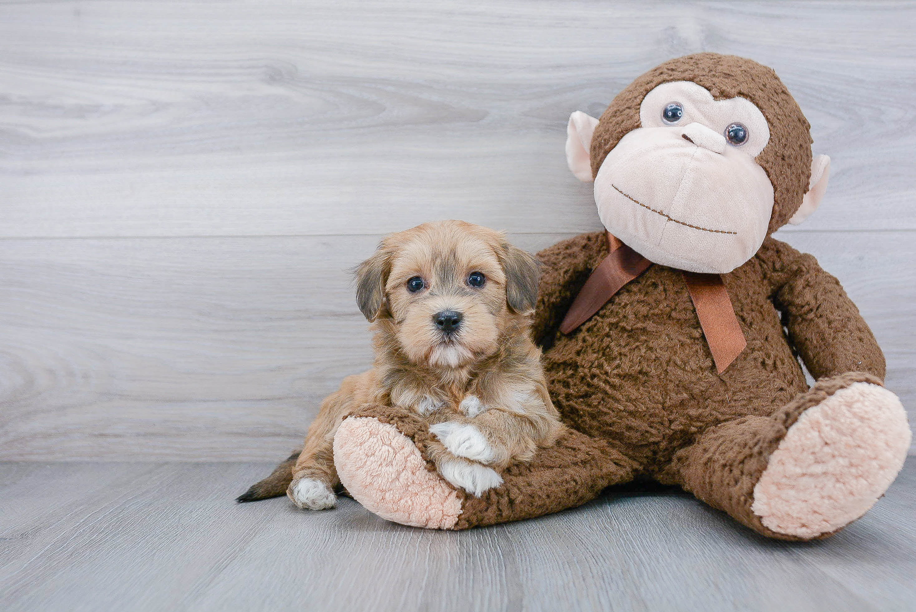 Havanese Puppy for Adoption