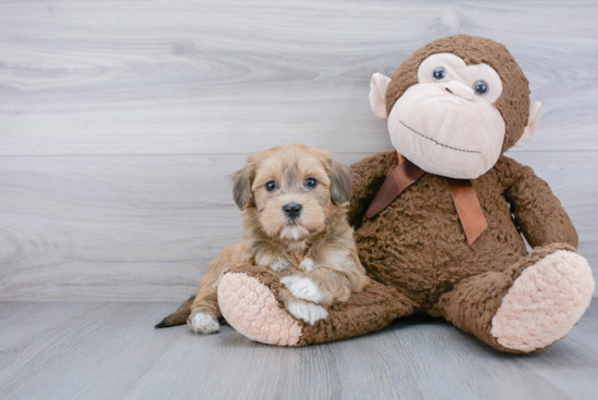 Havanese Puppy for Adoption