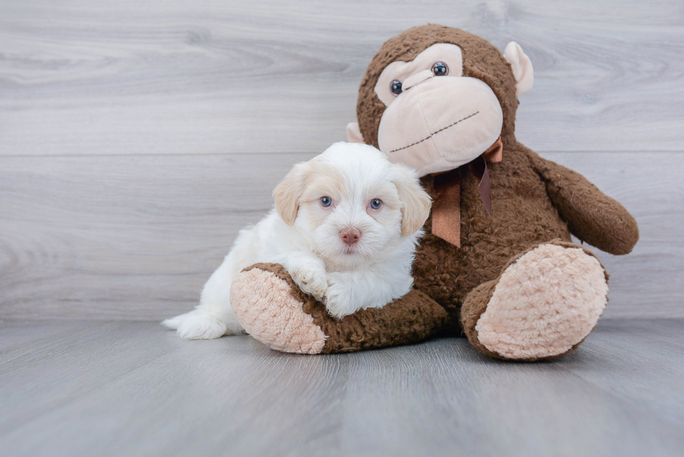 Best Havanese Baby