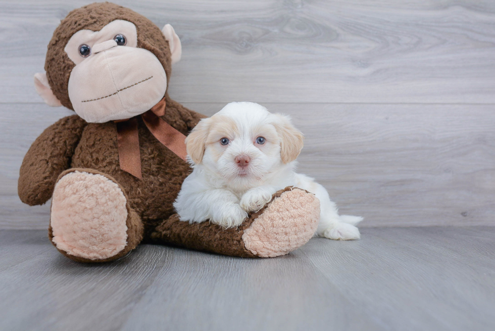 Akc Registered Havanese Purebred Pup