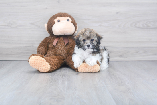 Smart Havanese Purebred Puppy