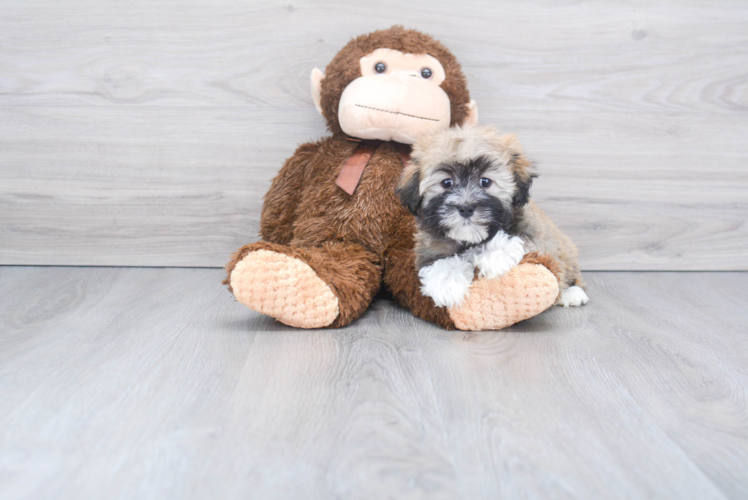 Playful Havanese Baby