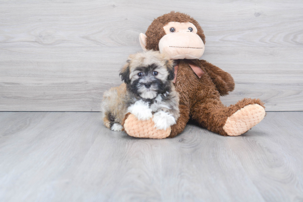 Small Havanese Baby