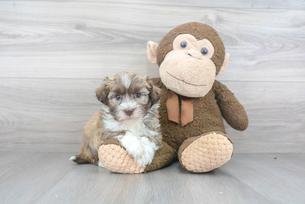 Playful Havanese Purebred Pup