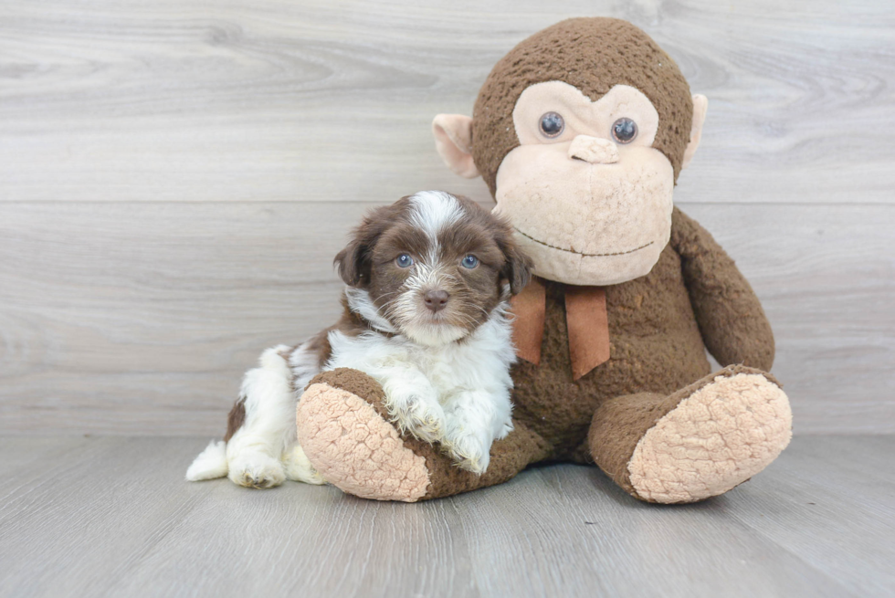 Havanese Pup Being Cute