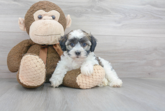 Happy Havanese Purebred Puppy