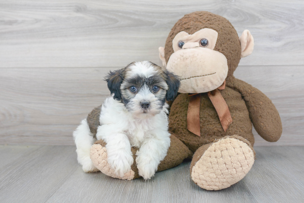 Havanese Pup Being Cute