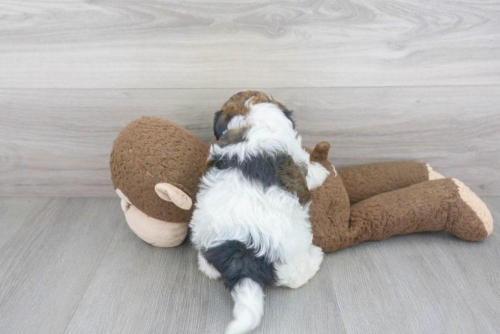 Havanese Puppy for Adoption