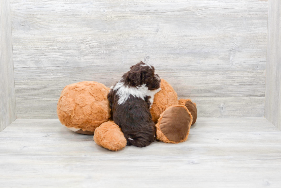 Best Havanese Baby