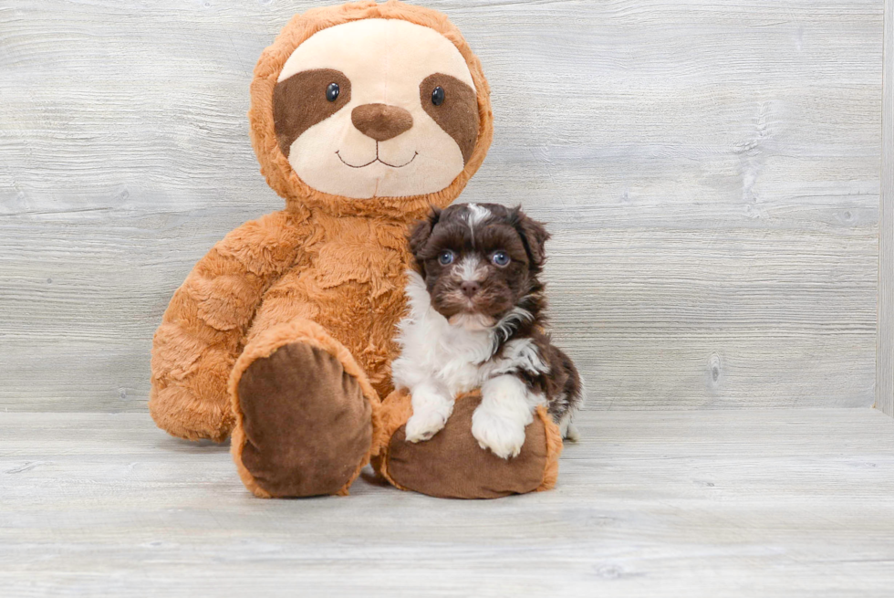 Havanese Pup Being Cute