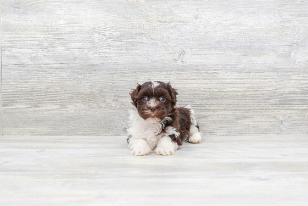 Cute Havanese Baby