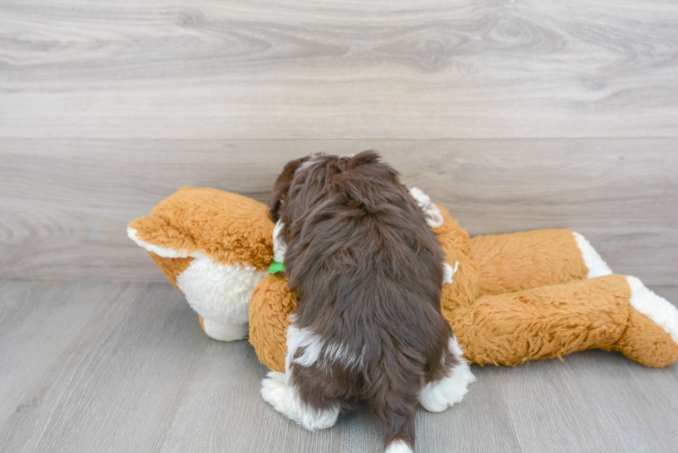 Playful Havanese Purebred Pup