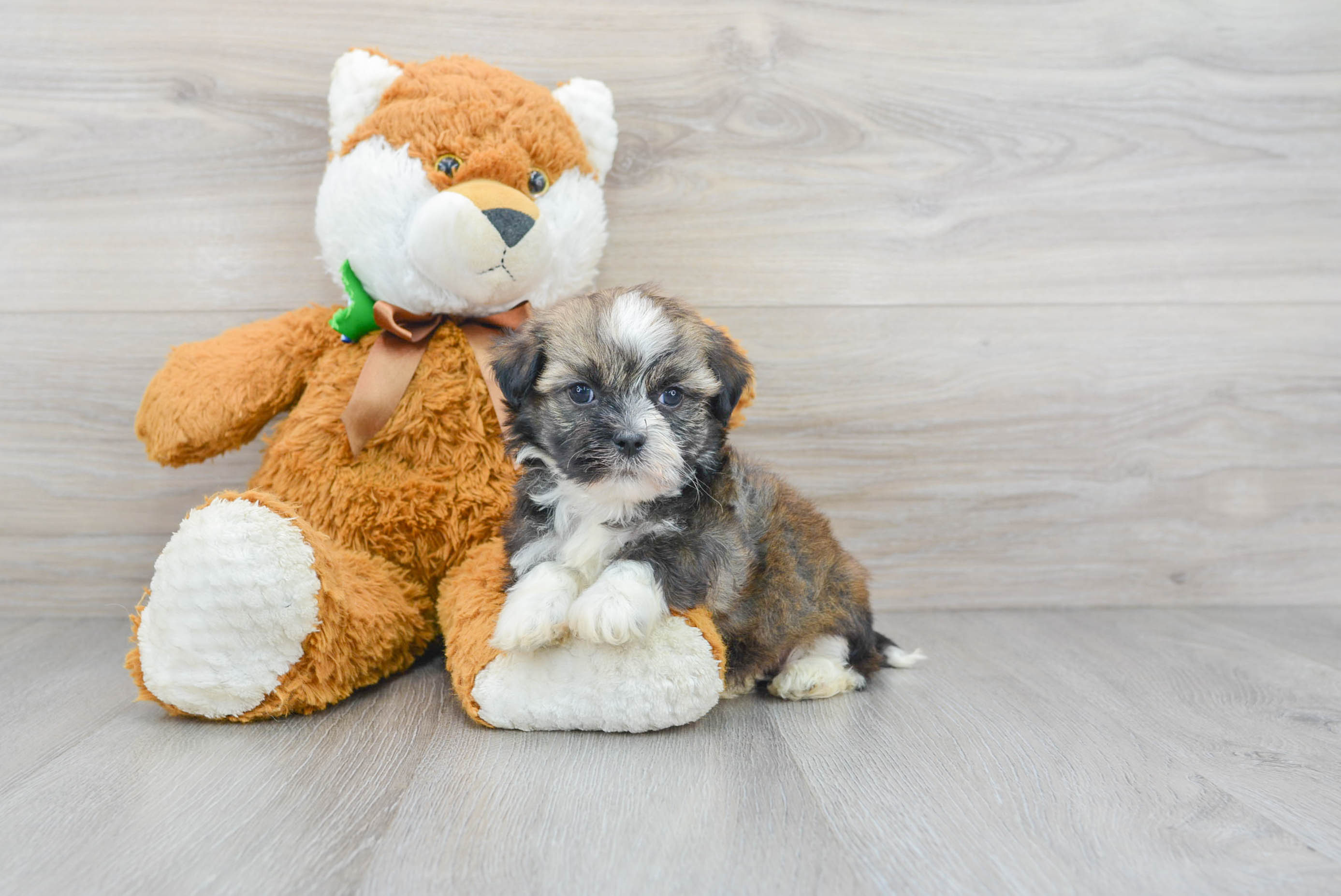 Little Havanese Purebred Pup