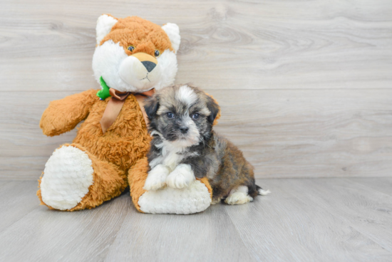 Little Havanese Purebred Pup