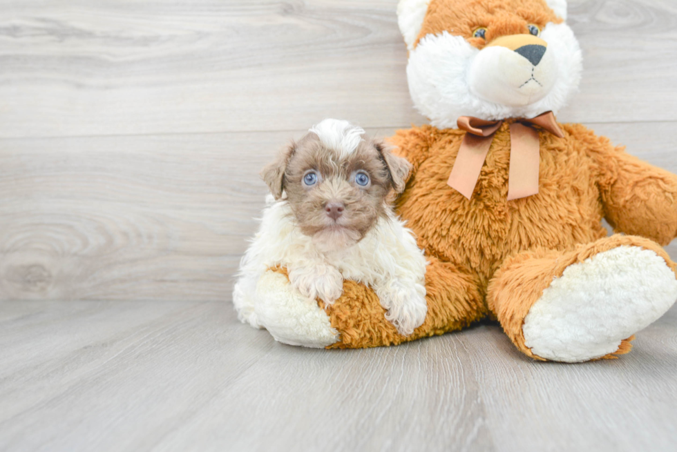 Havanese Puppy for Adoption