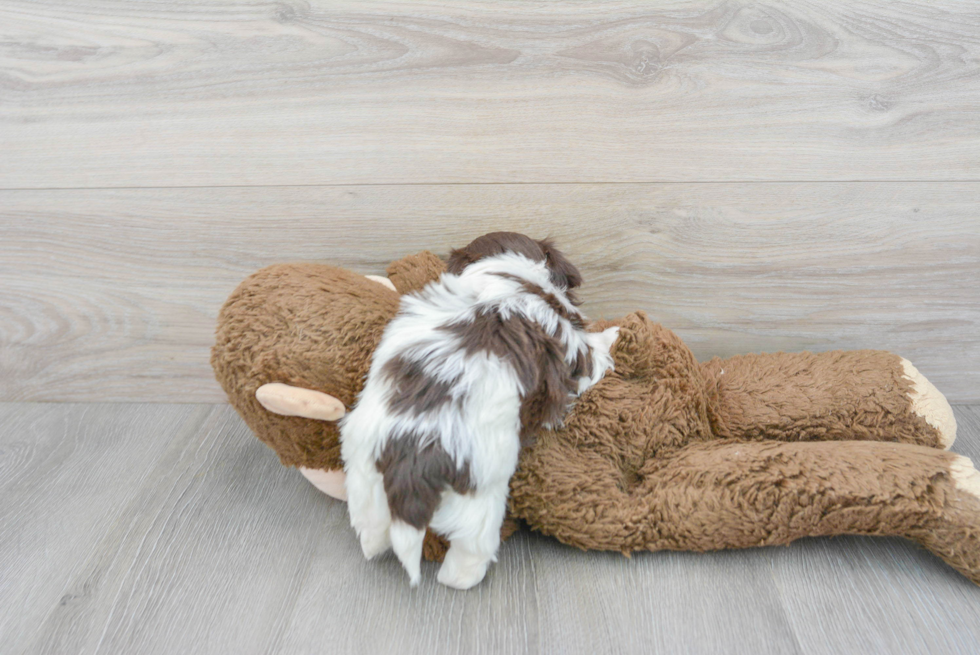 Best Havanese Baby