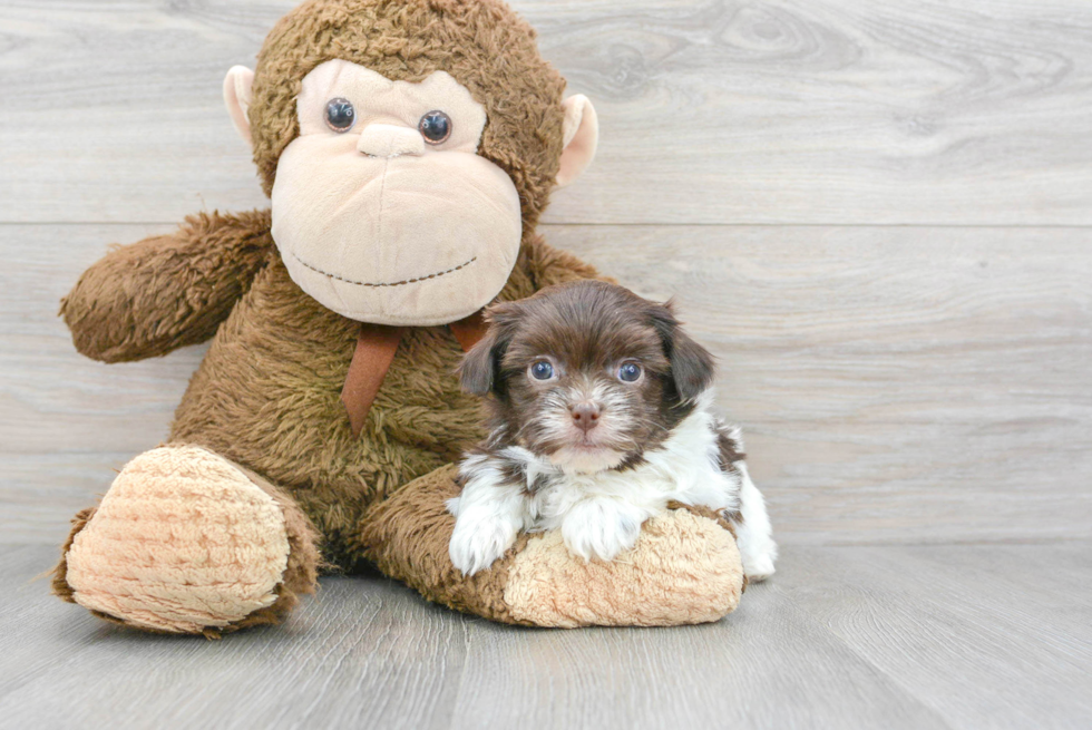 Small Havanese Purebred Pup