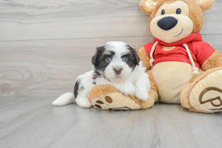 Havanese Puppy for Adoption