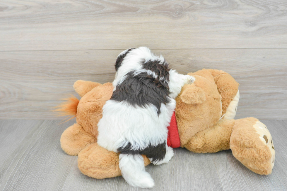 Petite Havanese Purebred Puppy