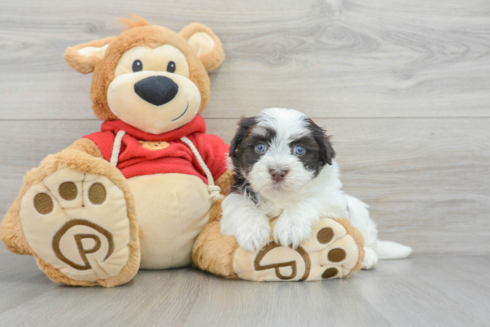 Havanese Puppy for Adoption