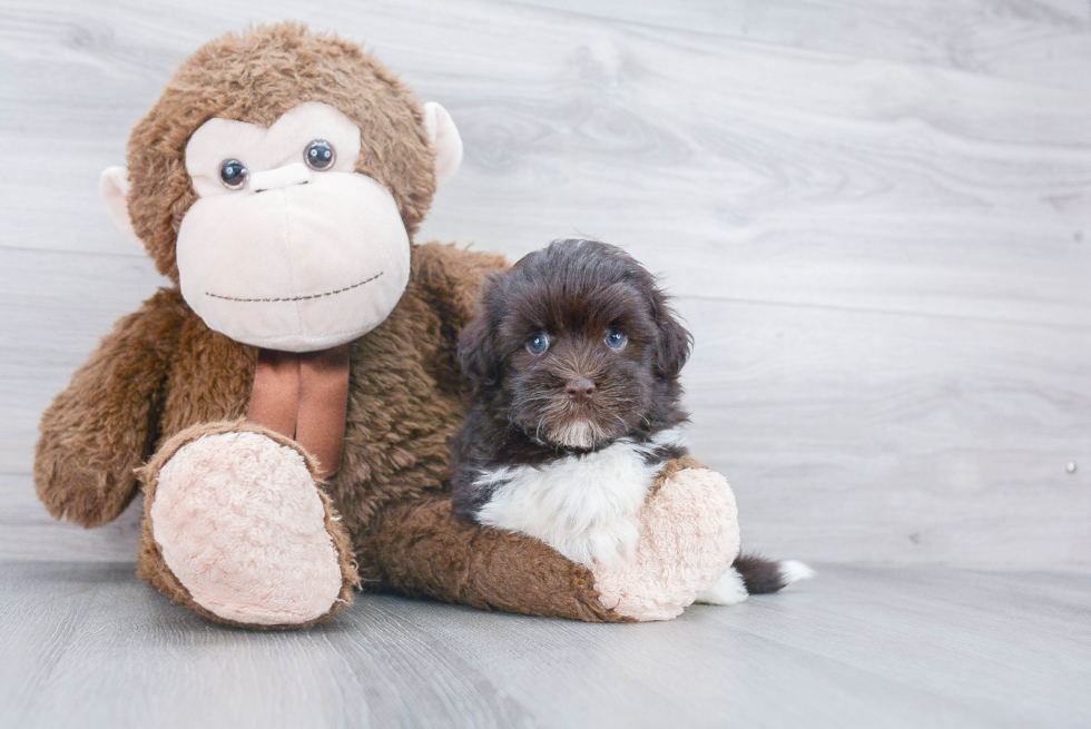 Playful Havanese Purebred Pup