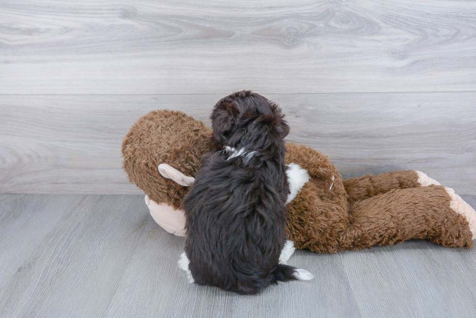 Best Havanese Baby