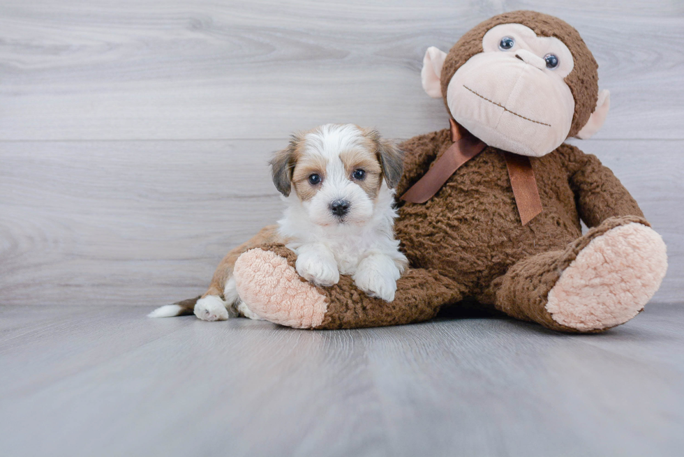 Best Havanese Baby