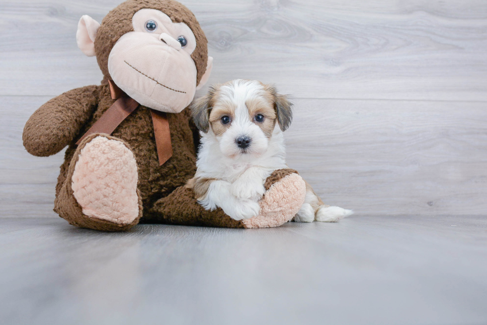 Hypoallergenic Havanese Purebred Pup