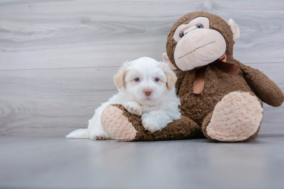 Funny Havanese Purebred Pup