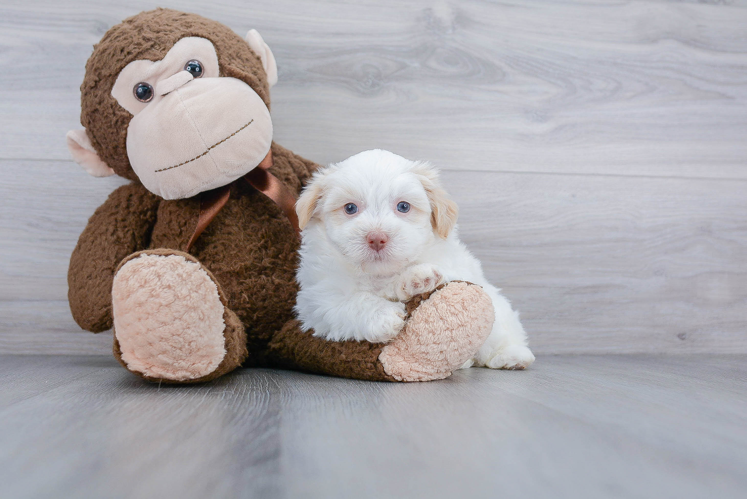 Small Havanese Purebred Pup