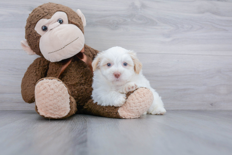 Small Havanese Purebred Pup