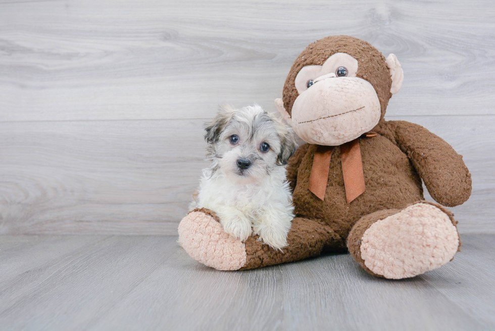 Funny Havanese Baby