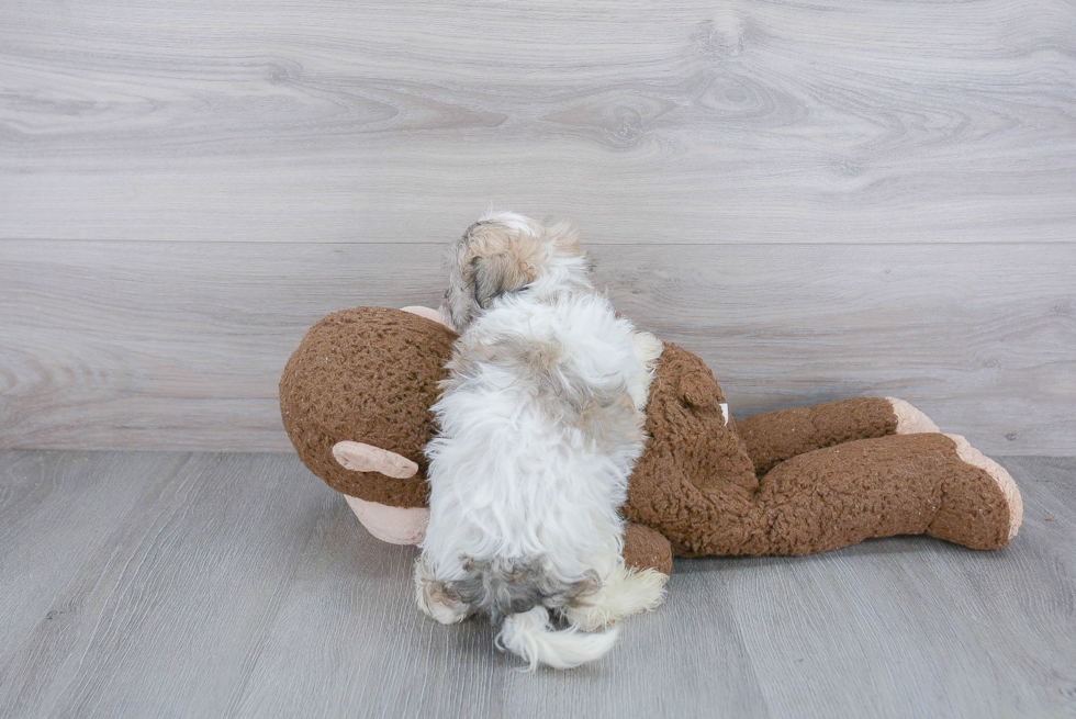 Playful Havanese Baby