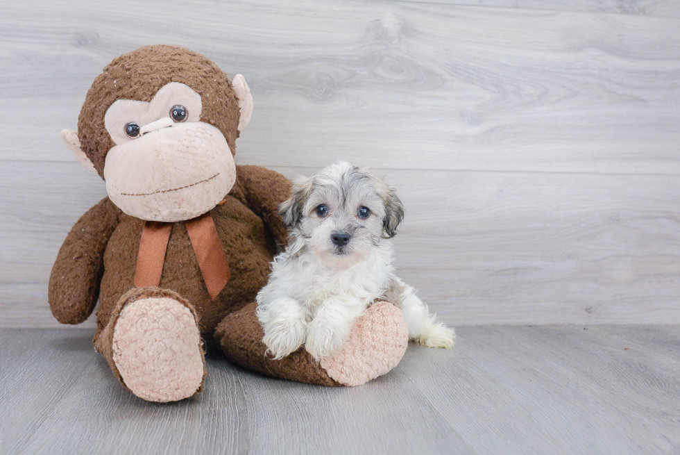 Little Havanese Purebred Pup