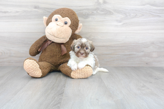 Fluffy Havanese Purebred Puppy