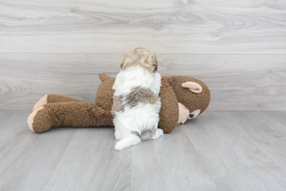 Havanese Pup Being Cute