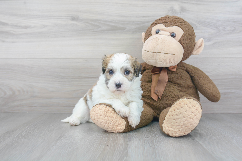 Funny Havanese Purebred Pup