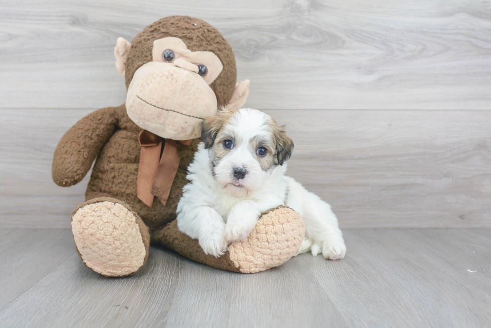 Best Havanese Baby